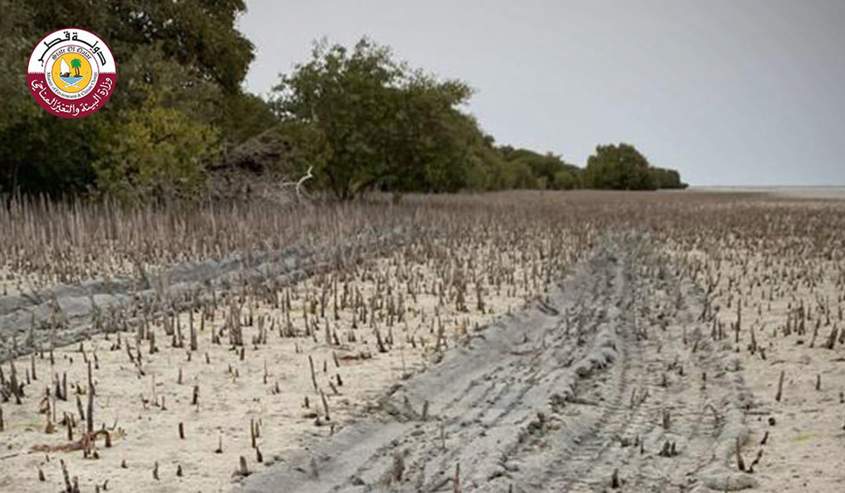 Mangroves in Qatar